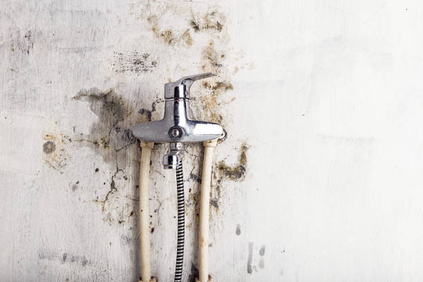 Best Residential Mold Removal  in Gardner, MA