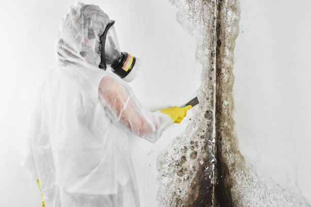 Best Best Mold Removal Companies  in Gardner, MA