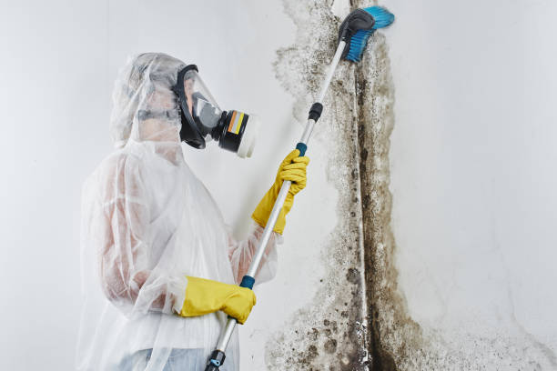 Best Affordable Mold Removal  in Gardner, MA