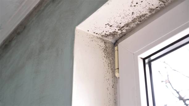 Crawl Space Mold Removal in Gardner, MA