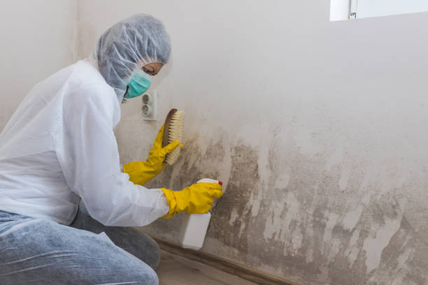 Best Office Mold Removal Services  in Gardner, MA
