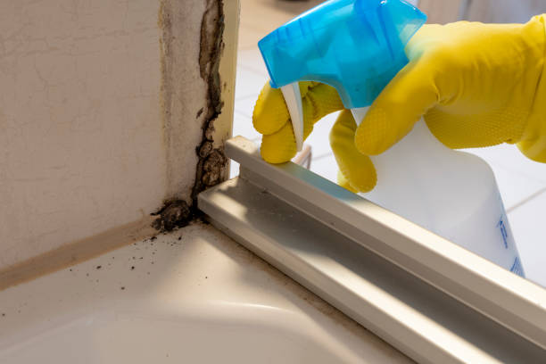 Best Professional Mold Removal  in Gardner, MA