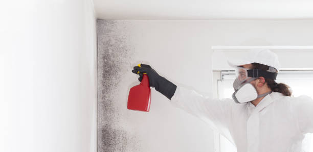 Best Mold Damage Repair  in Gardner, MA