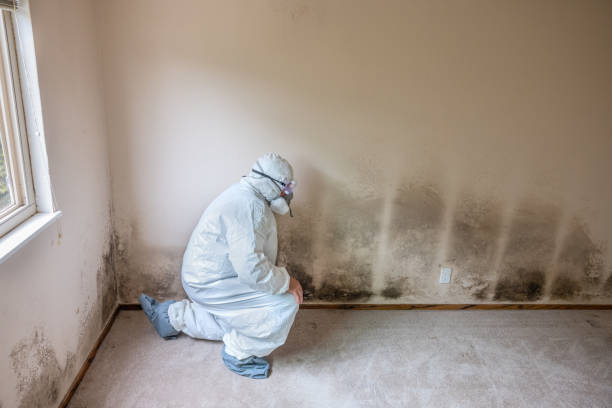 Best Toxic Mold Removal  in Gardner, MA