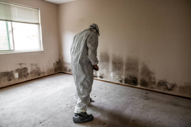Best Mold Remediation Services  in Gardner, MA