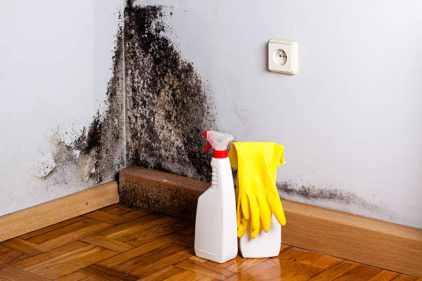 Best Commercial Mold Removal  in Gardner, MA