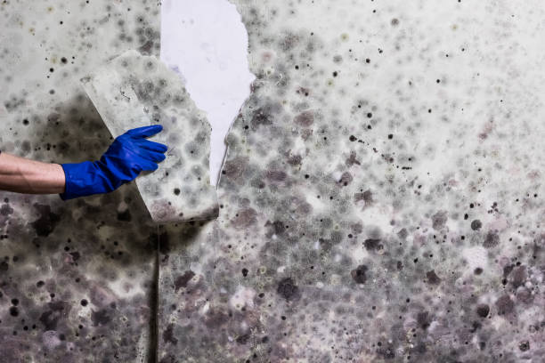 Best Fast Mold Removal  in Gardner, MA