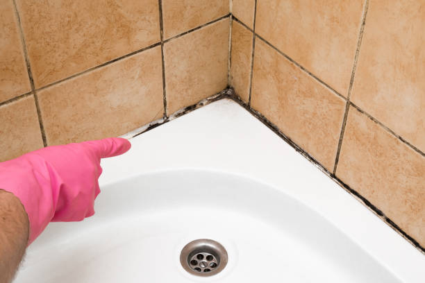 Best Fast Mold Removal  in Gardner, MA